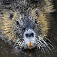 Nutria Rat in Water