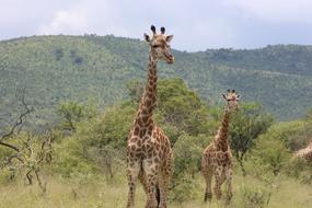 incredibly charming Giraffe Wild