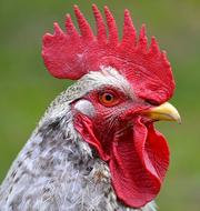 macro photo of a rooster with a red comb