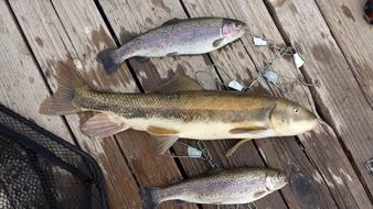 raw fish on a wooden bridge