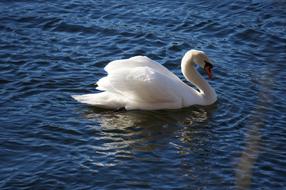 Swan Lake Mälaren Spring