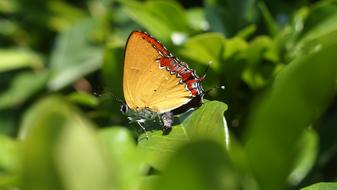 Butterfly