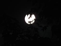 Spooky Moonlight Through Trees