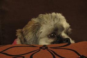 charmingly cute Veterinary Dog