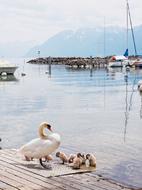 swan and his children on the bridge