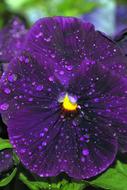 Pansy Violet Rosa