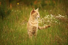 young red Cat on meadow