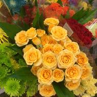 Yellow Roses