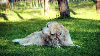 Colorful, cute and beautiful, fluffy Golden Retriever dog, on the green grass, among the trees