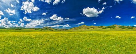 valley of flowers in a field
