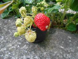 unripe garden strawberries