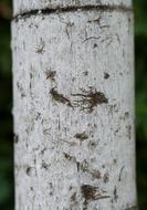 The Trunk Of Tree Stem