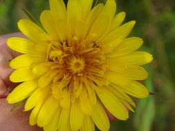 yellow flower in hand