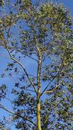 spring tree in the blue sky