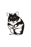 hamster rodent mammal animal pet