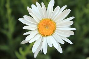 Daisy Matricaria Chamomilla