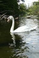 Swan River