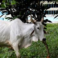 domestic Cattle Cuba Animal