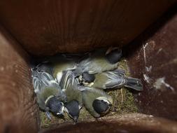 Young Great Tits Spring Nest