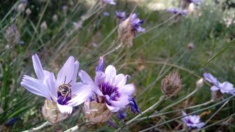 bee in purple flower
