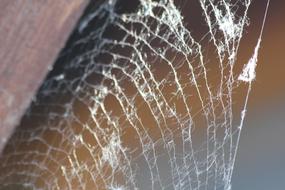 Web Network