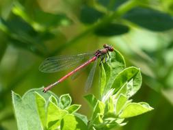 Dragonfly Leaves Red