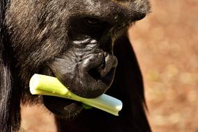 Cute and beautiful, colorful gorilla, eating meal, in the Tierpark Hellabrunn