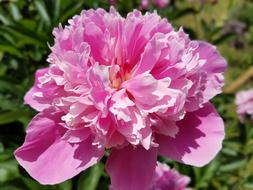 Flowers Peony Peonies