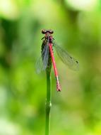Dragonfly Stem Red