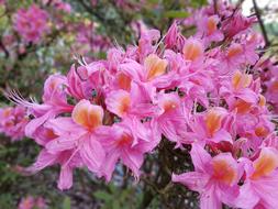 pink blooming spring flowers