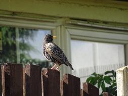incredibly charming Bird Starling