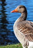 incredibly charming Duck Pond