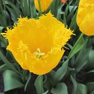 fragrant yellow flowers in the garden