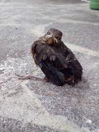nice bird sits