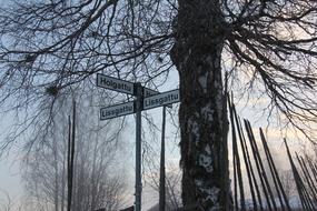 signs under trees in sweden