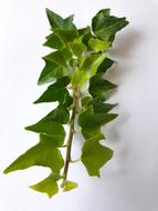 Ivy Macro Green