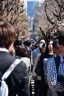 crowd of people beneath blooming Cherry Trees in city, Tokyo, Japan