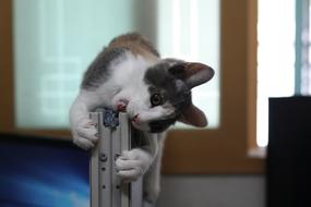 Beautiful, cute and colorful cat biting metal thing