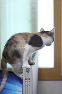 Cat Nori Just Nyan