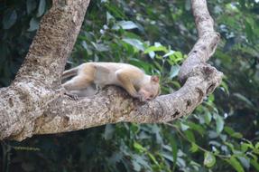 Monkey on a tree in the jungle