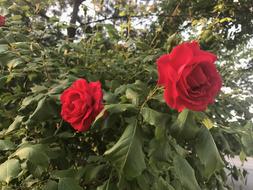 Flowers Red