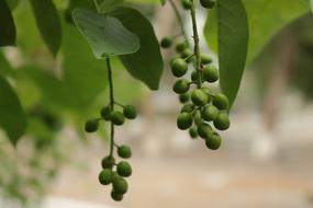 Bird-Cherry Tree Summer
