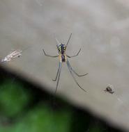 spider on a web in the woods