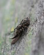 Spider Victim Death