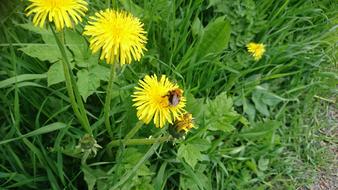 yellow dandelions with a bumblebee