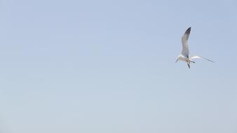 Seagull Sea