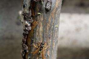 Wasp Macro Tree