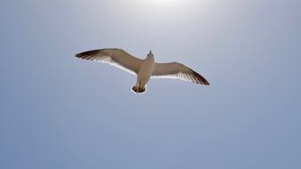 Seagull Sea