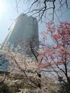 Cherry Blossoms Roppongi Hills
