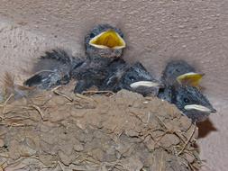 funny birds screaming in the nest